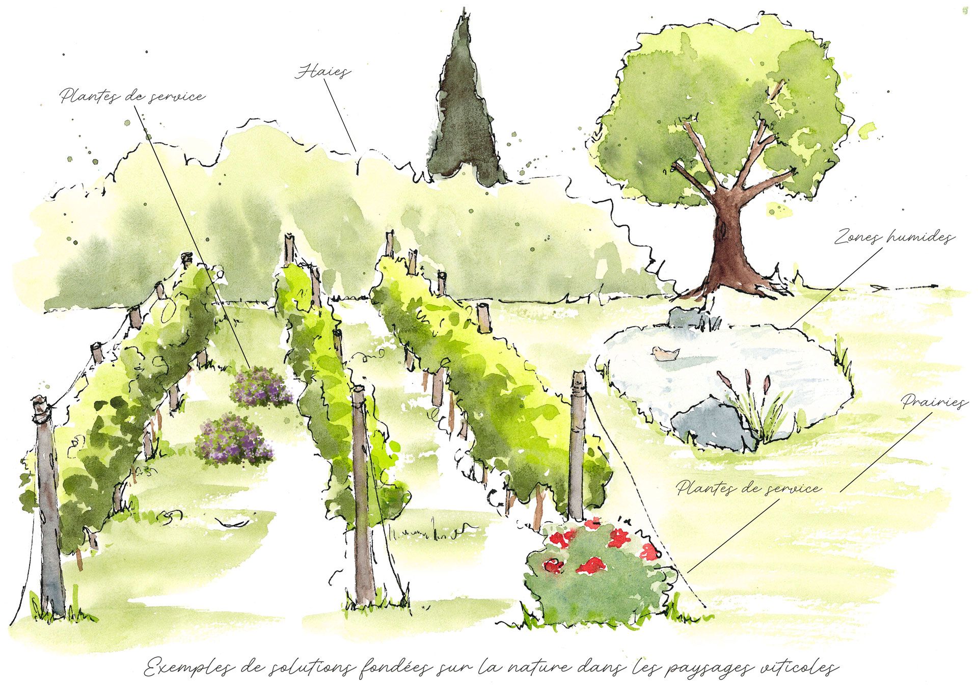 Exemples de solutions fondées sur la nature dans les paysages viticoles Exemples de solutions fondées sur la nature dans les paysages viticoles