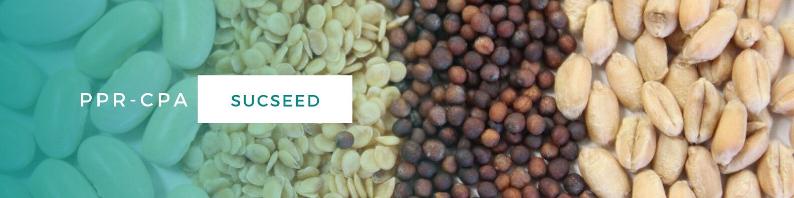 Bannière du projet SUCSEED montrant quatre variétés de graines étudiées dans le projet