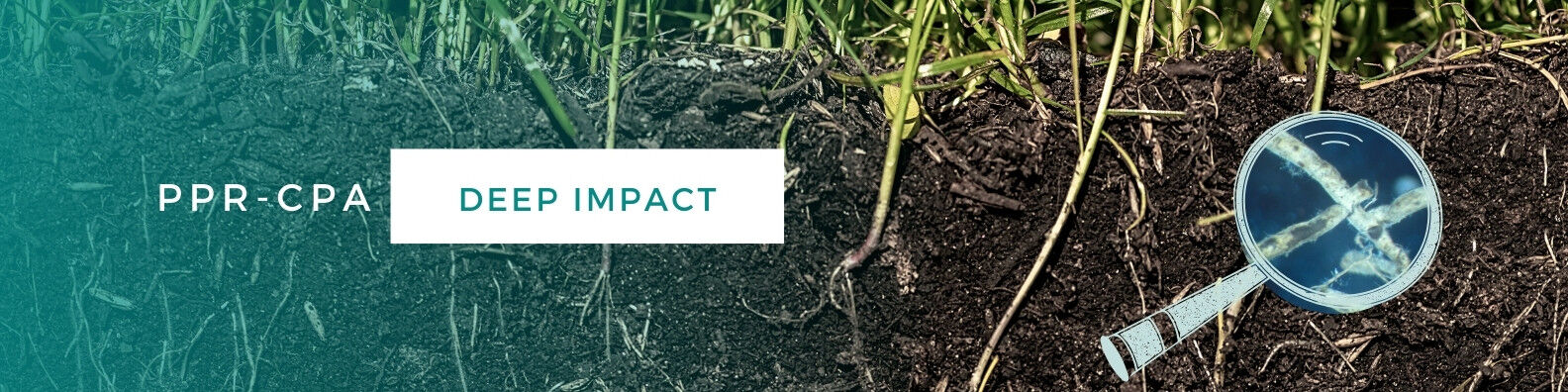 bannière du projet DEEP IMPACT qui montre le sol avec dans une loupe une vue microscopique de racines avec des champignons mycorhiziens symbiotiques