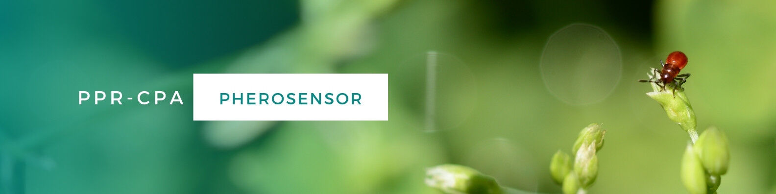 Bannière du projet PHEROSENSOR montrant un ravageur sur une plante.