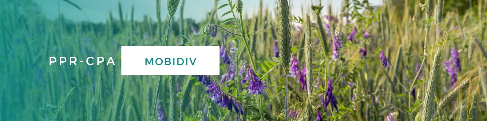 Bannière du projet MOBIDIV montrant un champ de blé mélangé à des pois.