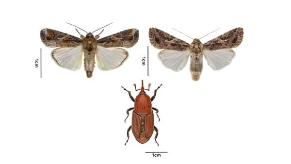 PHEROSENSOR - Figure 1 - Espèces d’insecte étudiées .png PHEROSENSOR - Figure 1 - Espèces d’insecte étudiées .png